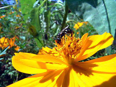 キバナコスモスに訪花したオキナワツヤハナバチ キバナコスモスに訪花したオキナワツヤハナバチ