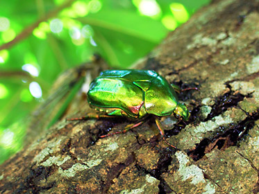 樹液にやってきたリュウキュウオオハムグリ? 樹液にやってきたリュウキュウオオハムグリ?