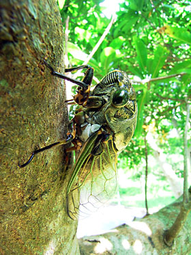 吸汁するクマゼミ 吸汁するクマゼミ