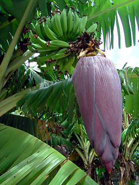 シマバナナ シマバナナ