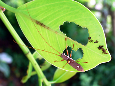 イツホシシロカミキリ イツホシシロカミキリ
