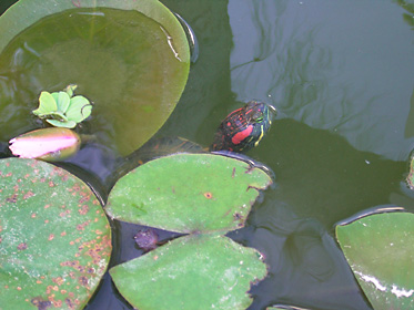 ミシシッピーアカミミガメ ミシシッピーアカミミガメ