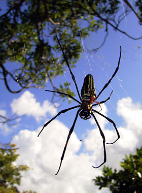 オオジョロウグモ オオジョロウグモ