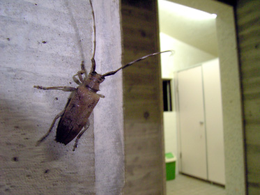 電灯に飛来したカミキリムシの仲間 電灯に飛来したカミキリムシの仲間