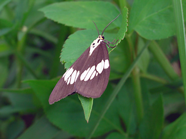 ヒトリモドキガの一種 ヒトリモドキガの一種