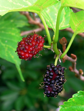 シマグワの実 シマグワの実