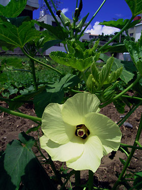 オクラの花 オクラの花