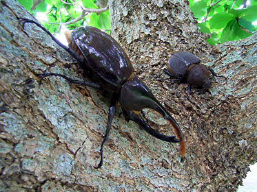 ヘルクレスオオカブトムシのペア ヘルクレスオオカブトムシのペア