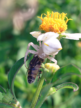 ハナアブを捕食するオキナワアズチグモ ハナアブを捕食するオキナワアズチグモ