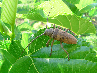 シマグワの葉にいたカミキリムシの仲間 シマグワの葉にいたカミキリムシの仲間
