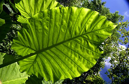 クワズイモの葉