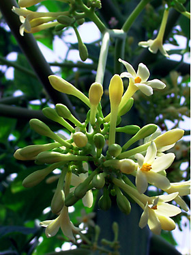 パパイアの雄花