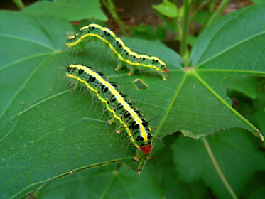 フタトガリコヤガ幼虫