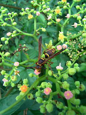 ヤブカラシに訪花したハチ