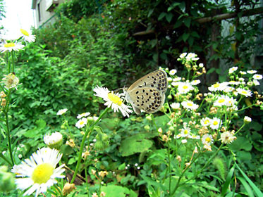 飛ばないヤマトシジミ