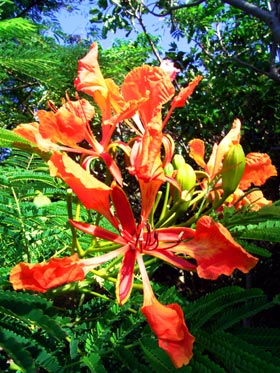 ホウオウボクの花