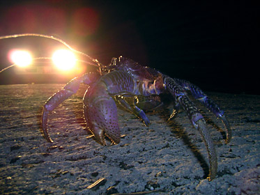 道路を横断するヤシガニ