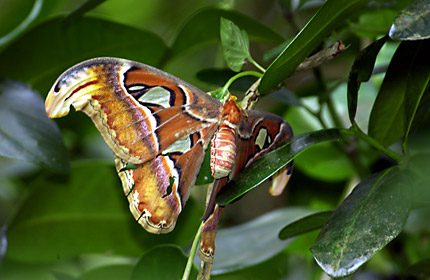 ヨナグニサン雌成虫