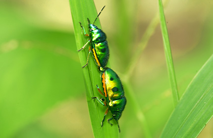 ミヤコキンカメムシのペア
