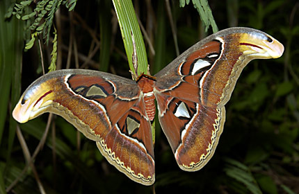 羽化間もないヨナグニサンの雄
