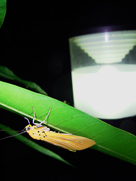 キイロヒトリモドキ