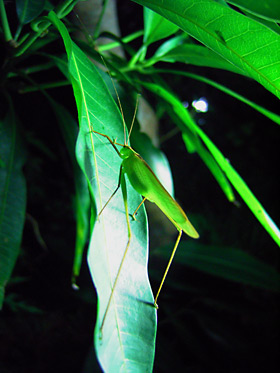 セスジツユムシ雄成虫