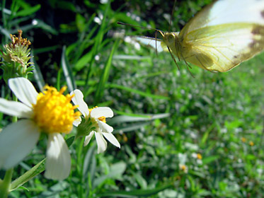 訪花したナミエシロチョウ雌