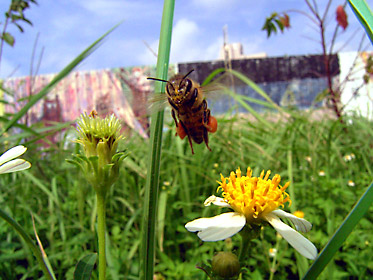 飛び立ったセイヨウミツバチ