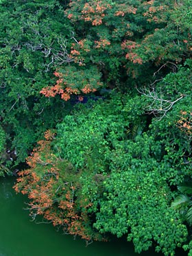 ハゼノキの紅葉