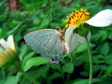 吸蜜するイワカワシジミ