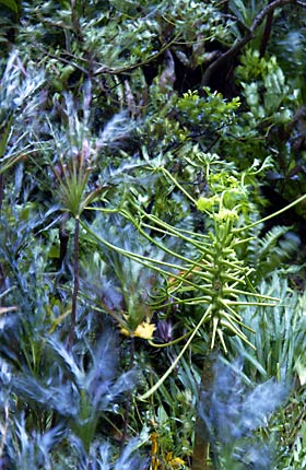 暴風雨に曝される植木