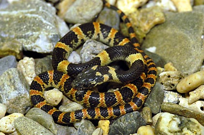 アカマタの幼蛇