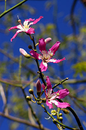 トックリキワタの花