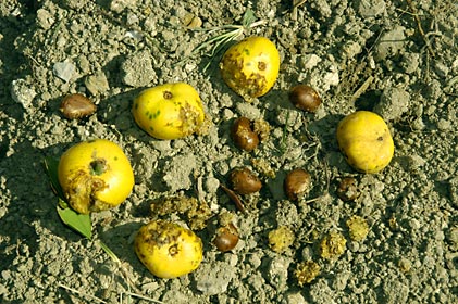 フクギの実と種子