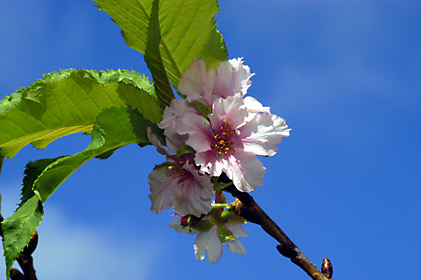 カンヒザクラの花