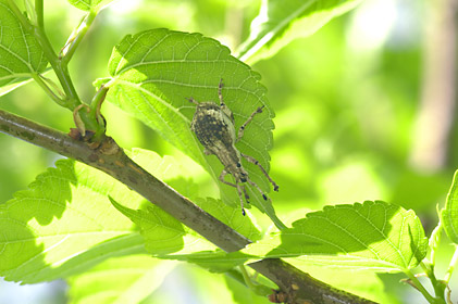 オキナワクワゾウムシ