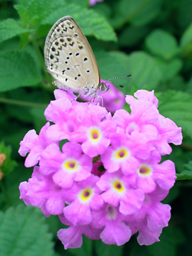 コバノランタナに訪花したヤマトシジミ