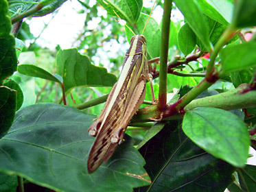 タイワンツチイナゴ？ツチイナゴ？