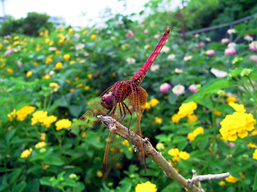 ベニトンボの雄