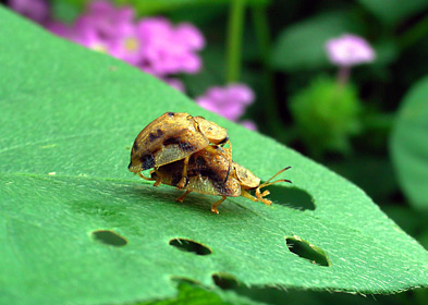 ヨツモンカメノコハムシ