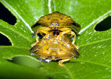 ヨツモンカメノコハムシ交尾ペア