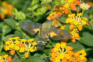 ランタナで吸蜜するホウジャクたち