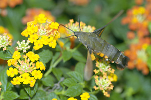 ランタナで吸蜜するホウジャクたち