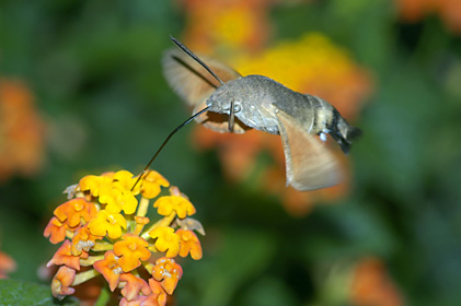ホウジャクの一種 ホウジャクの一種