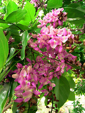 クロヨナの花 クロヨナの花