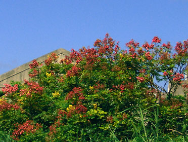 タイワンモクゲンジ タイワンモクゲンジ