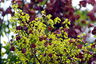 タイワンモクゲンジの花 タイワンモクゲンジの花