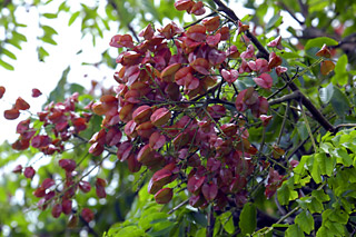 タイワンモクゲンジの実 タイワンモクゲンジの実