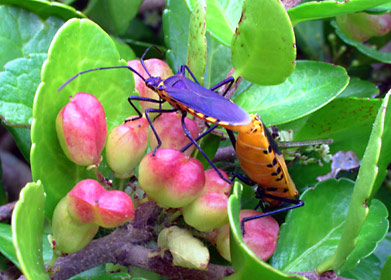 フタスジハリカメムシ交尾ペア フタスジハリカメムシ交尾ペア