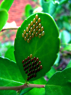 フタスジハリカメムシの卵塊 フタスジハリカメムシの卵塊